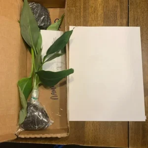 Kokopo Banana Live Plant - Musa acuminata Fruit Tree - 4-6 inches tall - Image 2