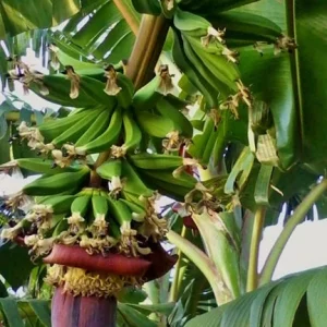 Kokopo Banana Live Plant - Musa acuminata Fruit Tree - 4-6 inches tall - Image 3
