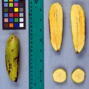 Kokopo Banana Live Plant - Musa acuminata Fruit Tree - 4-6 inches tall - Image 5