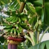 Kokopo Banana Live Plant - Musa acuminata Fruit Tree - 4-6 inches tall - Image 1
