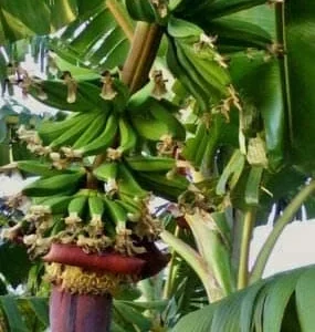 Kokopo Banana Live Plant - Musa acuminata Fruit Tree - 4-6 inches tall - Image 1