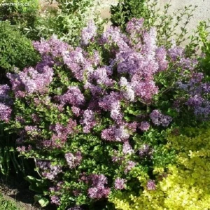 Korean Lilac 'Palibin' Live Plant – Fragrant Shrub – 6 Inch Starter Plant – Outdoor - Image 1