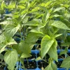 Kung Pao Chili Live Plant - 3 Pack Super Hot Pepper, 75 Days Old, 6-10 In Tall - Image 1