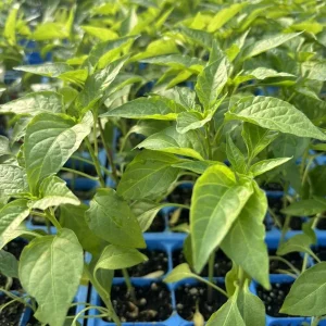 Kung Pao Chili Live Plant - 3 Pack Super Hot Pepper, 75 Days Old, 6-10 In Tall - Image 1