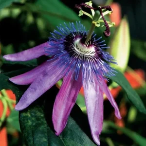 Lady Lavender Passiflora Live Plant 5-9