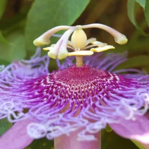 Lady Lavender Passiflora Live Plant 5-9
