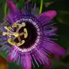 Lady Lavender Passiflora Live Plant 5-9" Tall Hardy Zones 6-9 Purple Passion Flower Vine - Image 1