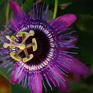 Lady Lavender Passiflora Live Plant 5-9