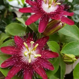 Lady Margaret Passion Flower Vine Live Plant – Rare Raspberry Red – 5-9