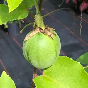 Lady Margaret Passion Flower Vine Live Plant – Rare Raspberry Red – 5-9