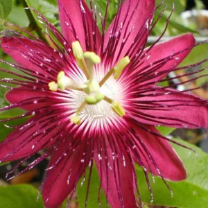 Lady Margaret Passion Flower Vine Live Plant – Rare Raspberry Red – 5-9