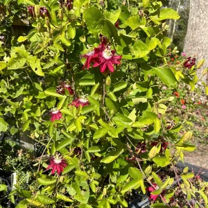 Lady Margaret Passion Flower Vine Live Plant – Rare Raspberry Red – 5-9