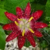 Lady Margaret Passion Flower Vine Live Plant – Rare Raspberry Red – 5-9" Tall – Hardy Zones 8-11 - Image 1