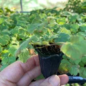 Lady's Mantle Alchemilla Thriller Live Plant – Perennial Flower – Outdoor - Image 3