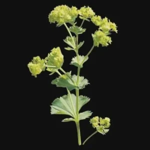 Lady's Mantle Alchemilla Thriller Live Plant – Perennial Flower – Outdoor - Image 4