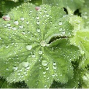 Lady's Mantle Alchemilla Thriller Live Plant – Perennial Flower – Outdoor - Image 5
