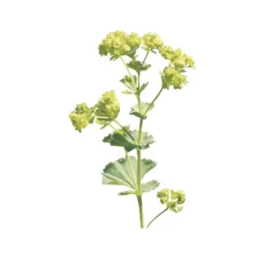 Lady's Mantle Alchemilla Thriller Live Plant – Perennial Flower – Outdoor - Image 6