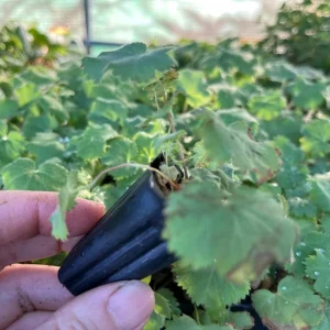 Lady's Mantle Alchemilla Thriller Live Plant – Perennial Flower – Outdoor - Image 7