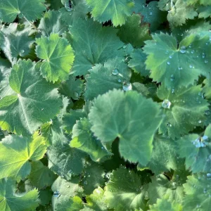 Lady's Mantle Alchemilla Thriller Live Plant – Perennial Flower – Outdoor - Image 1