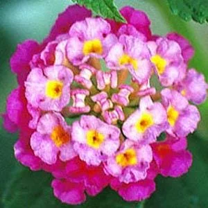 Lantana Athens Rose Live Starter Plants, 4-6 Inches Tall, 2-Pack, Outdoor - Image 2