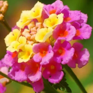 Lantana Athens Rose Live Starter Plants, 4-6 Inches Tall, 2-Pack, Outdoor - Image 3