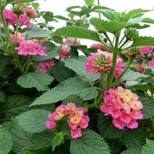 Lantana Athens Rose Live Starter Plants, 4-6 Inches Tall, 2-Pack, Outdoor - Image 4