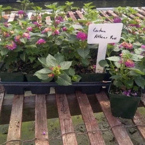 Lantana Athens Rose Live Starter Plants, 4-6 Inches Tall, 2-Pack, Outdoor - Image 5