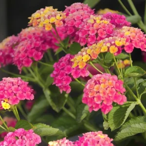 Lantana Athens Rose Live Starter Plants, 4-6 Inches Tall, 2-Pack, Outdoor - Image 6