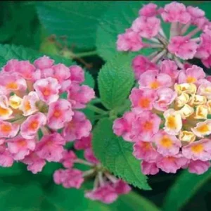 Lantana Athens Rose Live Starter Plants, 4-6 Inches Tall, 2-Pack, Outdoor - Image 7
