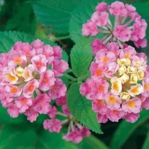 Lantana Athens Rose Live Starter Plants, 4-6 Inches Tall, 2-Pack, Outdoor - Image 1
