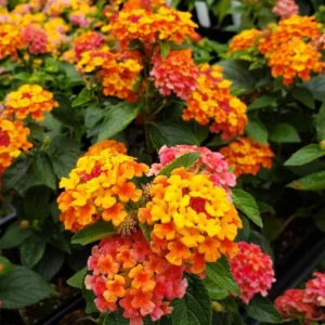 Lantana Bright Orange Live Starter Plants 4-6 Inches Tall Attracts Butterflies, Drought-Tolerant - Image 1