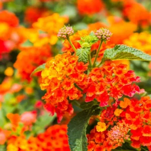 Lantana Bright Orange Live Starter Plants 4-6 Inches Tall Attracts Butterflies, Drought-Tolerant - Image 2