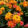 Lantana Bright Orange Live Starter Plants 4-6 Inches Tall Drought Tolerant - Image 1