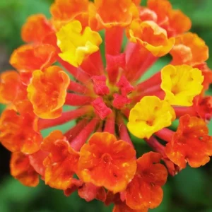 Lantana Bright Orange Live Starter Plants 4-6 Inches Tall Drought Tolerant - Image 3