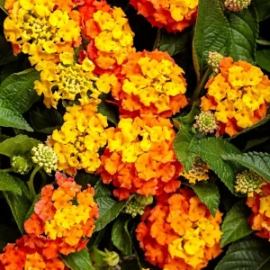 Lantana Bright Orange Live Starter Plants 4-6 Inches Tall Drought Tolerant - Image 4