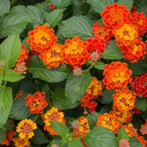 Lantana Bright Orange Live Starter Plants 4-6 Inches Tall Attracts Butterflies, Drought-Tolerant - Image 5