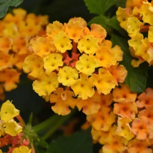 Lantana Bright Orange Live Starter Plants 4-6 Inches Tall Attracts Butterflies, Drought-Tolerant - Image 6