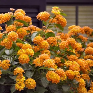 Lantana Bright Orange Live Starter Plants 4-6 Inches Tall Drought Tolerant - Image 7