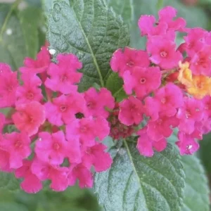 Lantana 'Carlos' Live Starter Plants – Golden Yellow to Red Flowers – Pack of 3 - Image 1