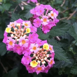 Lantana 'Carlos' Live Starter Plants – Golden Yellow to Red Flowers – Pack of 3 - Image 2