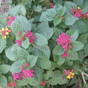 Lantana 'Carlos' Live Starter Plants – Golden Yellow to Red Flowers – Pack of 3 - Image 3