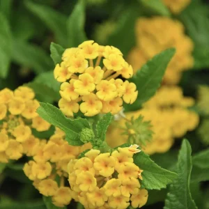 Lantana Chapel Hill Gold Live Starter Plants - 4-6 Inch Tall, Pollinator-Friendly - Image 2
