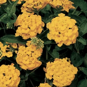 Lantana Chapel Hill Gold Live Starter Plants - 4-6 Inch, Pollinator, Outdoor - Image 3