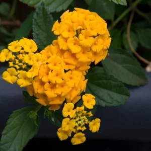 Lantana Chapel Hill Gold Live Starter Plants - 4-6 Inch Tall, Pollinator-Friendly - Image 4