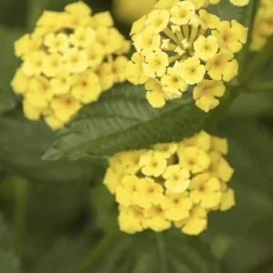 Lantana Chapel Hill Gold Live Starter Plants - 4-6 Inch, Pollinator, Outdoor - Image 5
