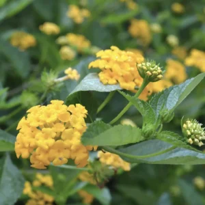 Lantana Chapel Hill Gold Live Starter Plants - 4-6 Inch, Pollinator, Outdoor - Image 6