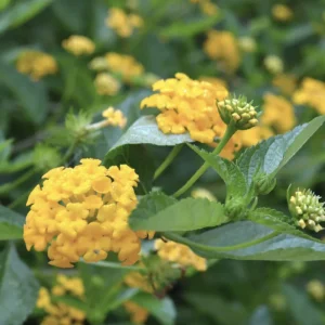 Lantana Chapel Hill Gold Live Starter Plants - 4-6 Inch Tall, Pollinator-Friendly - Image 6