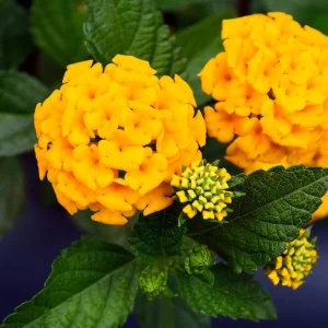 Lantana Chapel Hill Gold Live Starter Plants - 4-6 Inch, Pollinator, Outdoor - Image 1