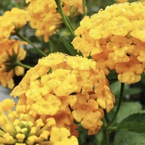 Lantana Chapel Hill Yellow Live Starter Plants - 4-6 Inches Tall - Outdoor - Image 2