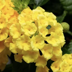 Lantana Chapel Hill Yellow Live Starter Plants - 4-6 Inches Tall - Outdoor - Image 3